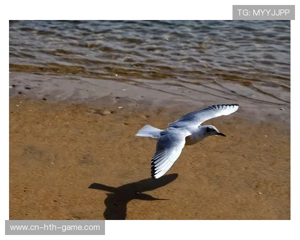 蜂军希望通过冲击力打乱海鸥节奏